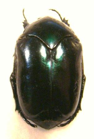 COTINIS subviolacea