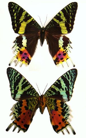 URANIA riphaeus