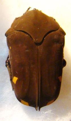 GYMNETIS margineguttata