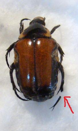 MACROMA (Campsiura) mirabilis M