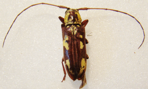 PROSOPOCERA ( Alphitopola ) ochraceomaculata