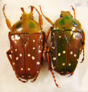 STEPHANORRHINA princeps