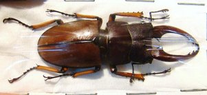 PROSOPOCOILUS astacoides cinnamomeus,M