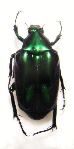 PLECTRONE endroedii