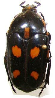 CLEROTA bubda