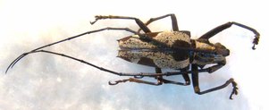 EPEPEOTES sp