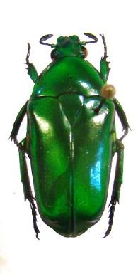 TMESORRHINA laeta burgeoni