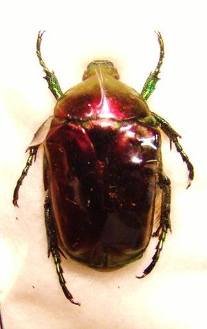 C.aeruginosa f.ignea