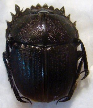 KHEPER aeratus