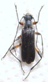 GRAMMOPTERA variegata