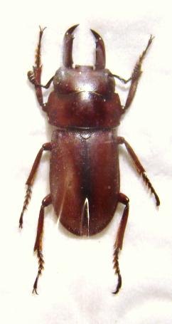 DORCUS elegantulus axis M