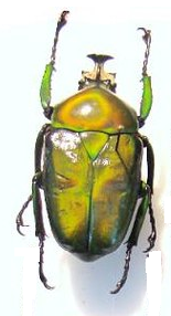 DICRONORHINA derbyana oberthuri