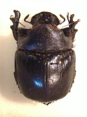 HELIOCOPRIS hamadryas