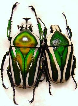 D. derbyana