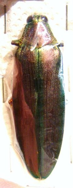 MEGALOXANTHA purpurascens peninsulae