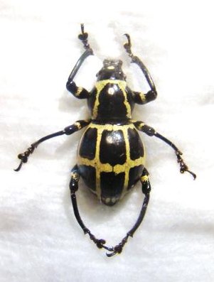 PACHRYRRHYNCHUS chevrolati