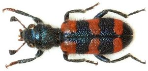 TRICHODES leucopsideus
