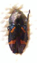 TYNDARIS planata