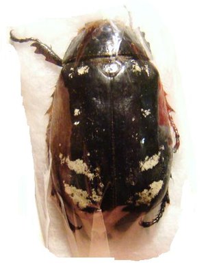 LEPIDIOTA setifrons