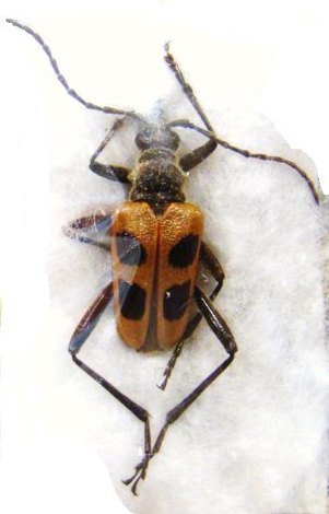 PACHYTA quadrimaculata