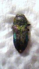 ANTHAXIA oscurata
