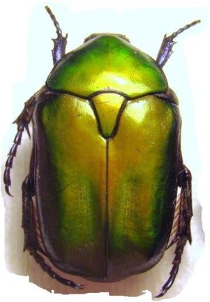 PROTAETIA (Potosia) cuprea cuprea