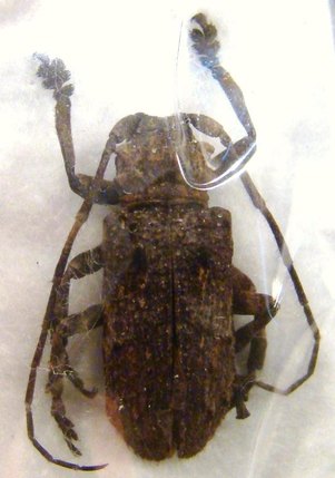 HECYRA obscurator