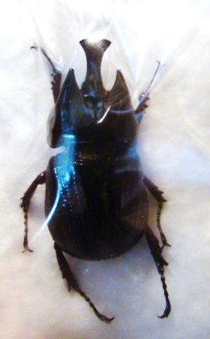 XENODERUS janus,M