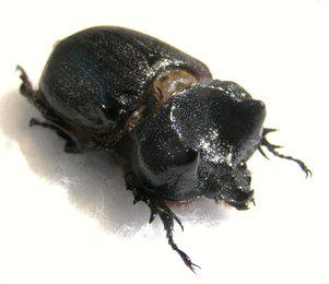 ARCHOPHANES cratericollis