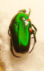 ACROTHYREA scintillans