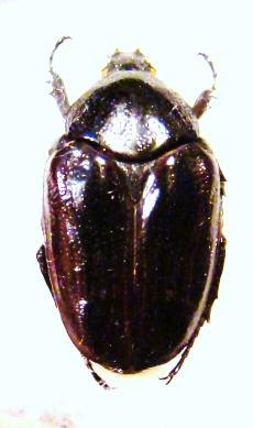 CHARADRONOTA curvata