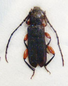 ROPALOPUS varini