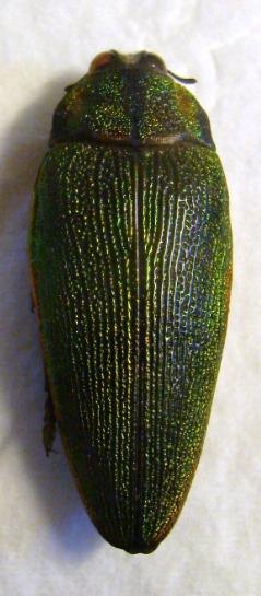 STERASPIS fastuosa