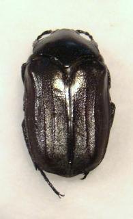 AMITHAEO cavifrons