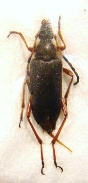 BRACHYLEPTURA (=Stictoleptura) stangulata