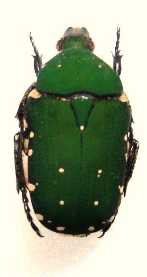 GLYCYPHANA (Euglycyphana) vernalis
