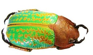 CHRYSINA victorina