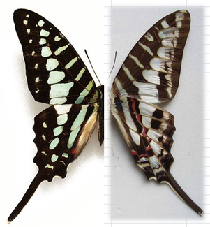 GRAPHIUM polycenes M