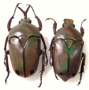 Eudicella tetraspilota KATANGA