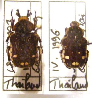GOLIATHOPSIS duponti C
