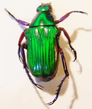 PYGORA (Stizopygora) sanguineomarginata Var. viridior M