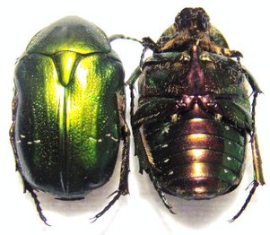 CETONIA aurata pisana