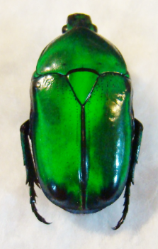 HETERORRHINA elegans
