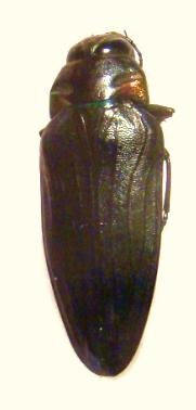 BELIONOTA sp(prasina?) TOGO