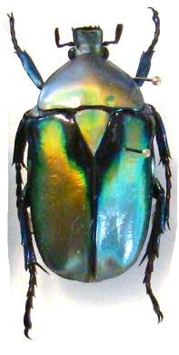 RHOMBORRHINA resplendens (golden),