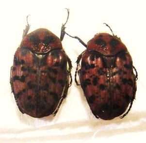 DIPHRONTIS garnieri