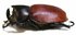 MITRACEPHALA humboldti M