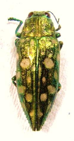 CHRYSODEMA smaragdula