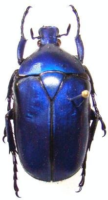 TORYNORRHINA flammea var coerulea