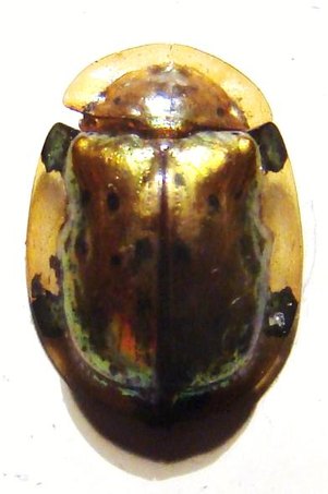 CASSIDAE sp n&deg;7